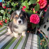 Welsh corgi pembroke
