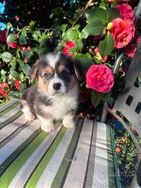 Welsh corgi pembroke