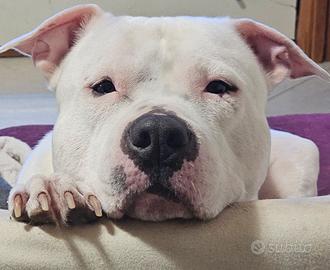 Amstaff maschio per monta