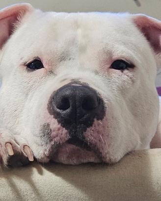 Amstaff maschio per monta