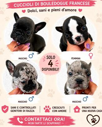 Bulldog francese