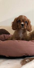 Cavalier King Charles Spaniel Ruby Taglia Piccola