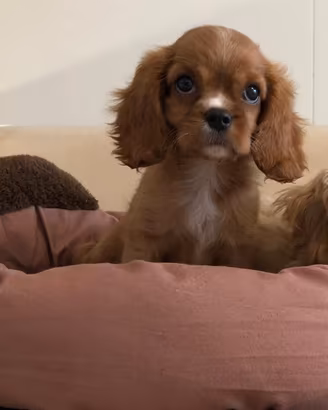 Cavalier King Charles Spaniel Ruby Taglia Piccola