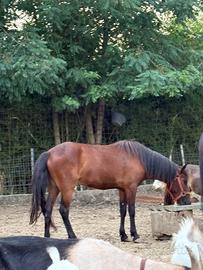 Super pony gravida