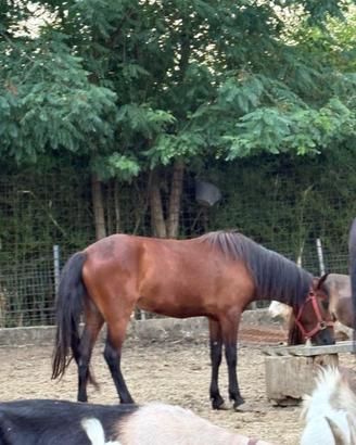 Super pony gravida