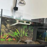 Acquario completo di tartaruga