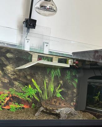 Acquario completo di tartaruga