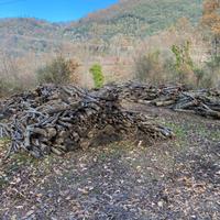 Legna di quercia stagionata