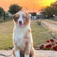 Cuccioli Australian Shepherd alta genealogia