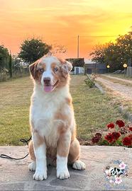 Cuccioli Australian Shepherd alta genealogia