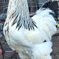 Gallo e gallina brahma