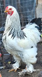 Gallo e gallina brahma