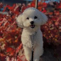 Richiesta maschio bolognese per accoppiamento