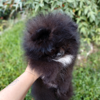 Cuccioli Spitz tedesco nano Pomerania