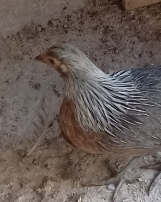 Gallina phoenix