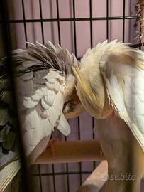 Coppia di Calopsite riproduttiva - giovani e affia