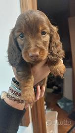 Bassotto nano a pelo lungo