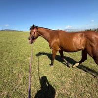 Cavalla purosangue inglese