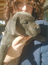 Cuccioli di Cane Corso