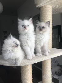 Ragdoll cuccioli