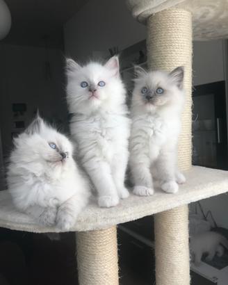 Ragdoll cuccioli