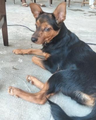 Cagnolino