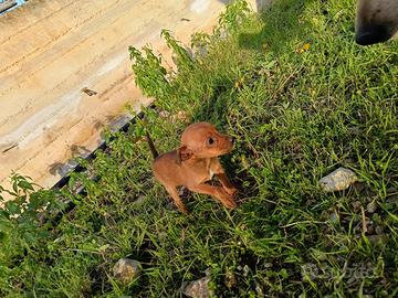 Pincher toy e minitoy