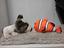 Immagine 3