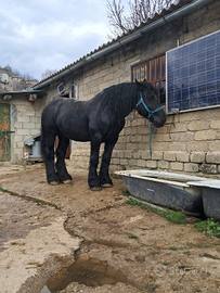 Stallone percheron