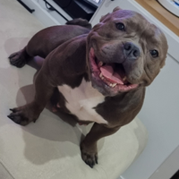 American bully pocket