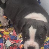 Staffordshire bull terrier