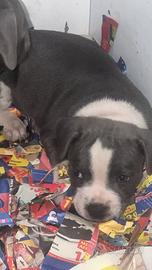 Staffordshire bull terrier