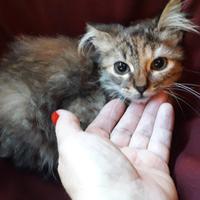 Gattina cucciola d angora