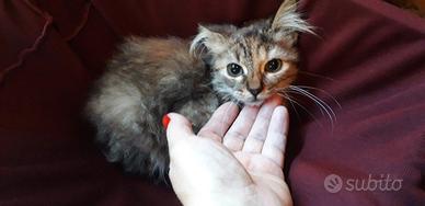 Gattina cucciola d angora