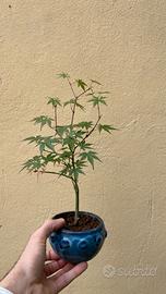 Bonsai acero giapponese palmato