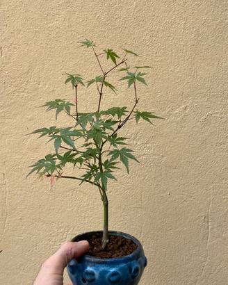 Bonsai acero giapponese palmato