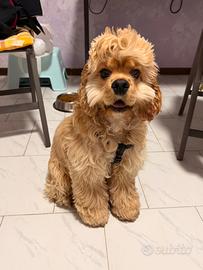 Cocker Spaniel Americano color Buff per monta