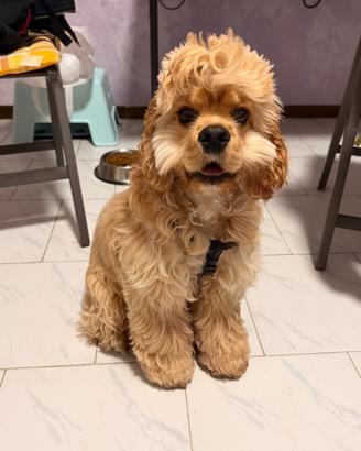Cocker Spaniel Americano color Buff per monta