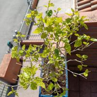 bonsai di Gelso Bianco