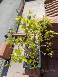 bonsai di Gelso Bianco