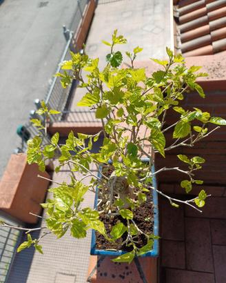bonsai di Gelso Bianco