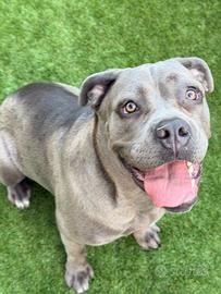 Cane corso