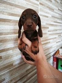 Bassotta cioccolato