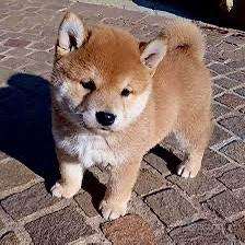 Shiba inu