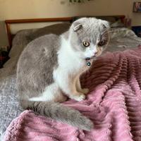 Il gatto é pronto per riprodursi