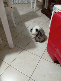 Border collie cuccioli