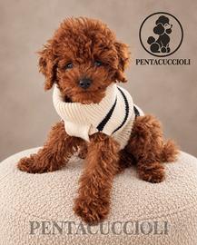 Cucciolo di Barboncino Mini Toy,pagamento Rateale