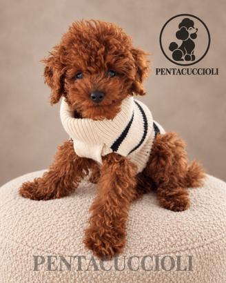 Cucciolo di Barboncino Mini Toy,pagamento Rateale