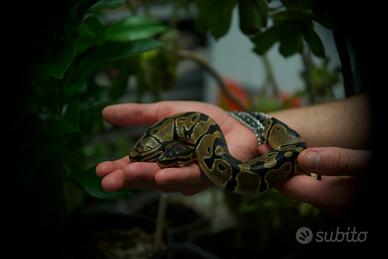 Serpente Pitone Reale