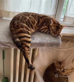 Bengala Brown Spotted per monte